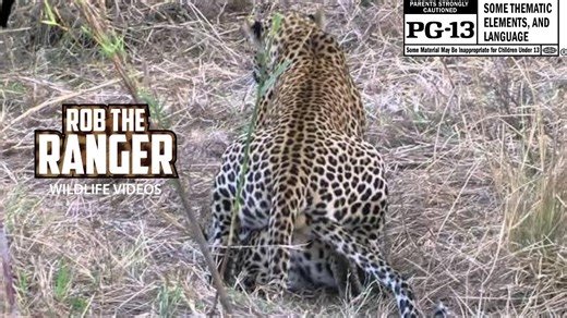 WILDlife: Leopard Lovers Pairing