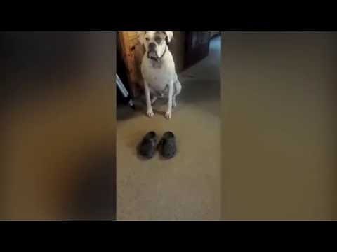 Dog Walks Around in Crocs