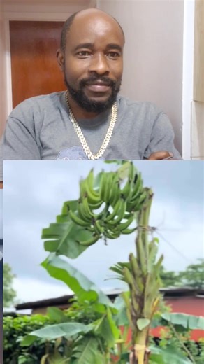 7.5K views · 50 reactions | Jamaica's populace is truly legitimate #Melissa #jamaica | Conroy Harding | Facebook