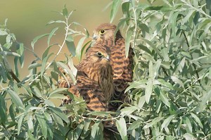 The Falcon Jump Scare That Has Us Rolling