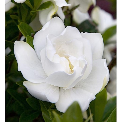 Jubilation Gardenia Flowering Shrub in 2.5 -quart Pot 2 -pack With White Blooms - Etsy
