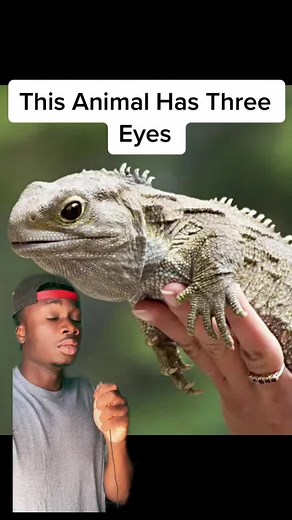 All About the Fascinating Tuatara: Nature's Hidden Gem