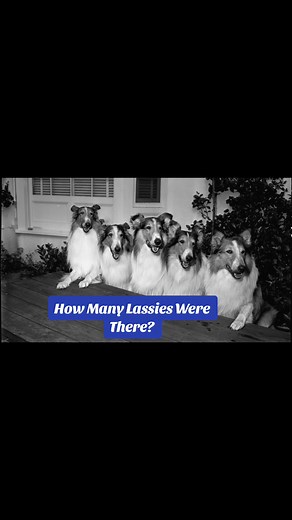 louisepalanker on TikTok