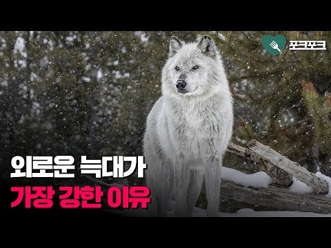 If you want to be strong, be a lone wolf | Motivational Video