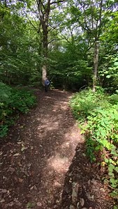 1.1M views · 15K reactions | Meet Dizzie, a 3-year-old English Setter...