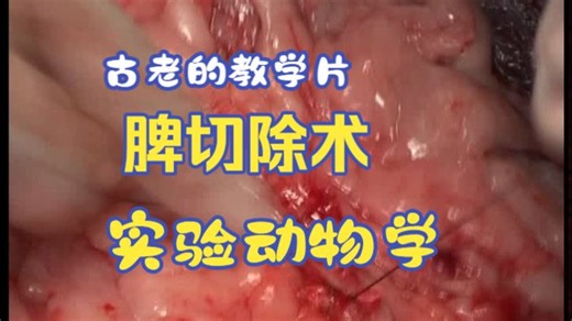实验动物学教学片-脾切除术