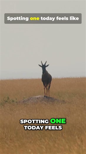 The Vanishing Dama: A Living Legend Almost Gone #natureshorts #animals