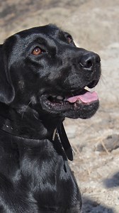 Today we said goodbye to Josie, a dedicated member of our Urban Search and Rescue Team who served from 2015-2025. For a decade, Josie brought unwavering loyalty, exceptional skill, and a steady, reassuring presence to every mission and also during training. Her work helped save lives, bringing closure to families, and strengthened the bond within our team. Josie was not only an extraordinary search and rescue dog, but also a beloved companion to Captain Brandon Budd and his family. Her legacy is