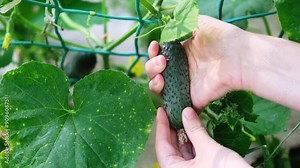 A man plucks a cucumber from a bed. The process of harvesting.