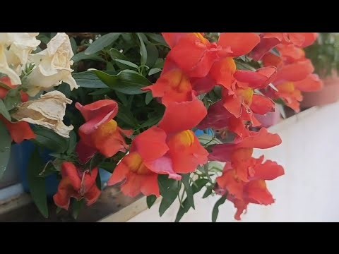 Snapdragon Flowers Nature views