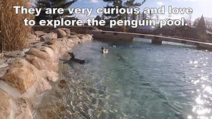 6.9K views · 264 reactions | Meet the first ever African Penguin chicks hatched at the Lehigh Valley Zoo! Blake and Baridi are 5 months old, healthy, happy and loving all the attention they are getting! | Lehigh Valley Zoo | Facebook