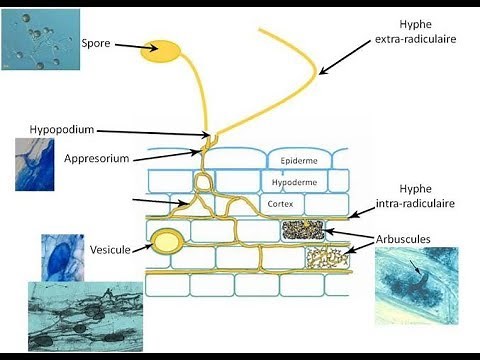TP Symbiose Les mycorhizes Protocole