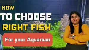 1.2K views · 71 reactions | How to choose right fish tank mates for aquarium | Selecting Fish for Aquarium Subscribe for latest informative video https://www.youtube.com/@blessingsaquarium03 visit our website www.blessingsaquarium.com #aquaticworld #fishtank #aquariumlife #blessingsaquarium #freshwateraquarium #aquarium #aquariumfish #aquariumfans #aquariumhobby #aquariumplants #aquariumdesign #fishkeeping | The blessings aquarium shoppe | Facebook