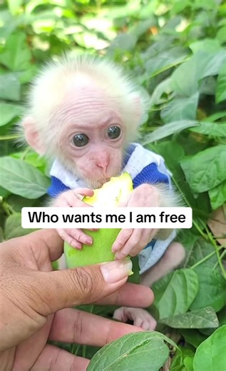 Newborn babies monkey (@newborn.baby.monk)’s video of Monkey Taking A Bath