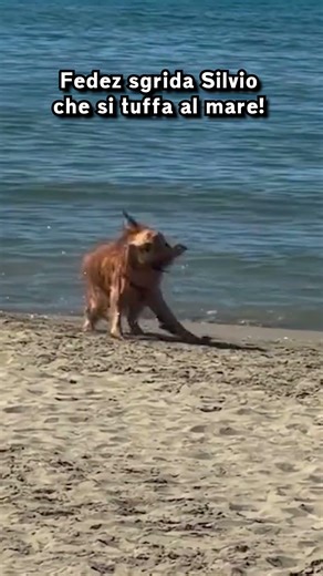 Fedez si arrabbia con Silvio che si tuffa in mare!😱😭