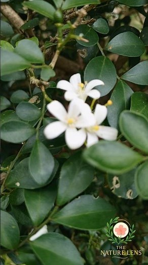White Beauty of Murraya (Orange Jasmine)
