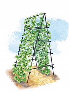 Titan A-Frame Trellis