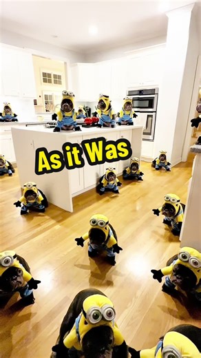 Lighting Struggles with Lazy Frenchie Daisy