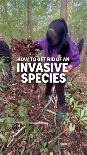 Join us and E.ON Next as we tackle the rhododendron at Martinshaw Wood in Leicester. 💪 Rhododendron is an invasive species which can wipe out native woodland flora. It spreads fast and crowds out other plants and is particularly troublesome in our ancient woodlands. 🌳 Our partnership with E.ON Next is helping us to protect and restore these incredible ancient habitats, which includes invasive species removal. Find out more about our partnership 👉 https://bit.ly/4ocwF3Q | The Woodland Trust