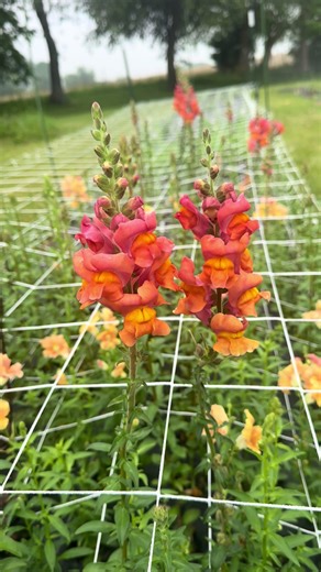 🌸Flower Friday🌸 •Snapdragon- Potomac Orange •The perfect spike addition to a bouquet, snapdragons are an easy to grow cut flower. I love the wide variety of colors and shapes that are available! •Potomac Orange is a group 3-4 snapdragon, meaning it grows best under warmer, longer days. With sturdy, long stems, this variety is very prolific and abundant! •Did you know snapdragons got their name because the bloom open like a dragon’s mouth and snaps shut (shown here in the video). •Vibes: summer