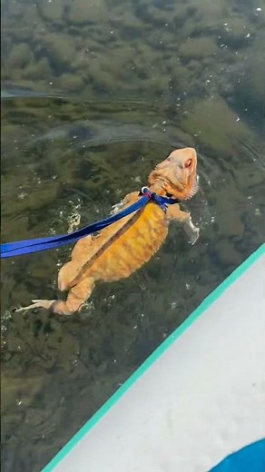 Tailless bearded dragon swims energetically in California, USA
