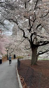 31K views · 3K reactions | Walking in Central Park, New York City  | New York 4k | Facebook