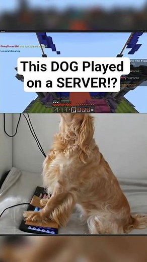 Meet The First Dog To Play On A Minecraft Server!