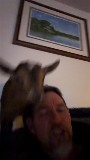 Cute Baby Goat Enjoys Fresh Fruit Cake in Hilarious Moment