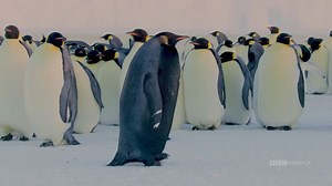 This May Be The Only Penguin Of Its Kind On The Planet