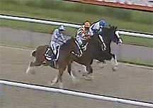 Feathers fly in UK's first shire horse race - Horse & Hound