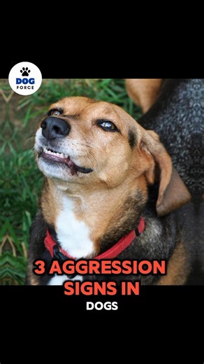 "3 Dog Aggression Signs (Emergency!)" #DogAggression #DogTraining #shorts