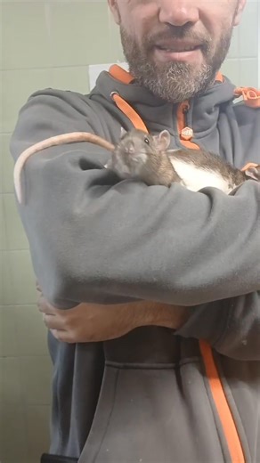 🎃👻 Spécial Halloween : les petits rats cherchent leur maison enchantée ! 🏰🐾 Les chaudrons bouillonnent, les citrouilles s’illuminent… et nos adorables rats se préparent à jouer les apprentis sorciers ! ✨ Mais attention… ils ont un sort à lancer : trouver leur famille pour la vie 💕 | La SPA - Refuge de Morée