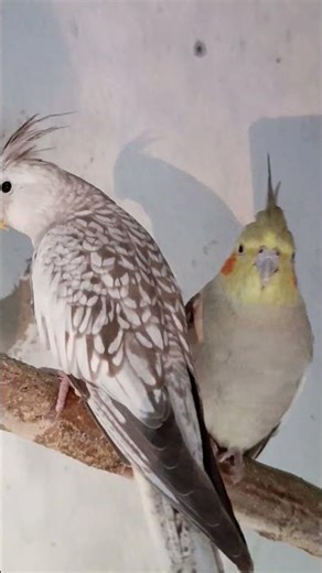 #petsfofinhos #viralvideo #modapet #cockatiel #pets #parrot #birds #calopsita