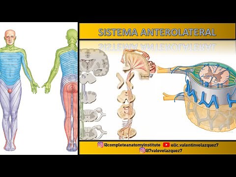 VÍAS ASCENDENTES DE LA MÉDULA ESPINAL | SISTEMA ANTEROLATERAL | VÍA ESPINOTALÁMICA ANT. Y POST.