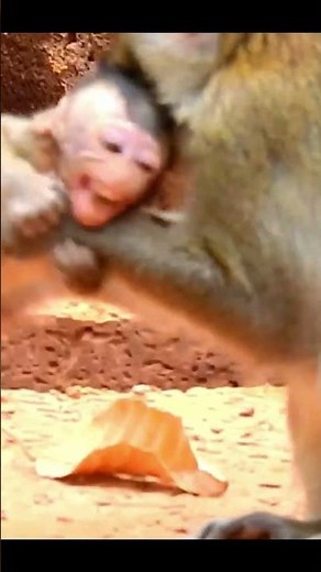 Life of Monkeys: The mother monkey beat the baby monkey so badly that it defecated.