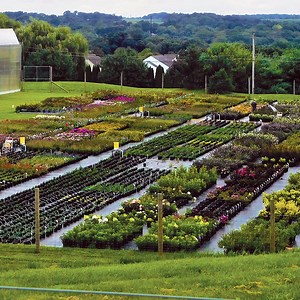 Our Company - Star® Roses and Plants