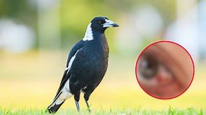 Sydney mum left ‘bloody and bruised’ after magpie attack while on morning walk
