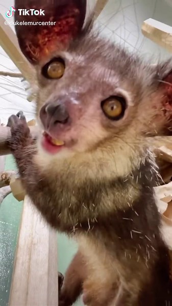 Up Close and Personal with Aye-Aye Lemur | POV Close-up of Old is Gold Aye-Aye