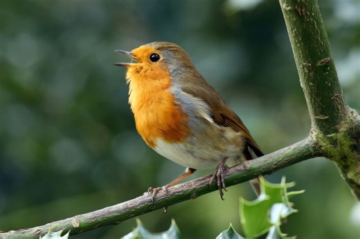 These simple kitchen scraps will make robins flock to your garden this winter - Netmums