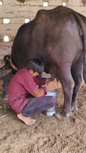 if you want to success in life focus on these words | Cattle Farming India