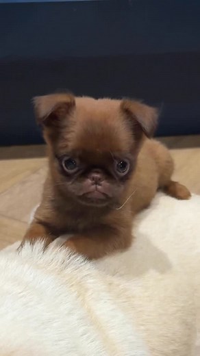 7.9K views · 3.9K reactions | Kit treating my senior pug like a budget Airbnb and leaving a 1-star review 藍藍. #dogmom #cute #puppylove #dogsofinstagram #brusselsgriffonstagram #pug | griffy.girl | Facebook