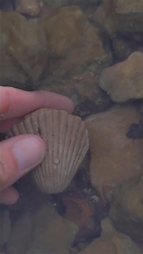 100 million years old fossilized shell found in Texas