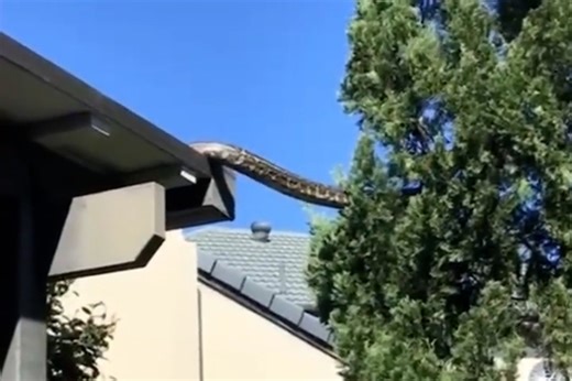 Five-meter long python surprises a family
