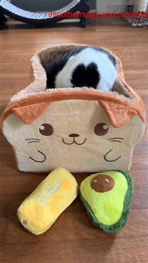 The best cat toast ever @mytoastycat #3southern #cats #tiktok #loves #kristicates | Kristi W Cattes