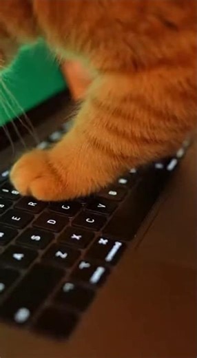 When the cat takes over my computer...