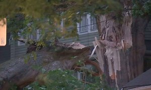 200-year-old tree explodes in Portland due to heat wave