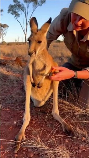 Compassionate Human–Wildlife Interaction — Kangaroo. #wildlife