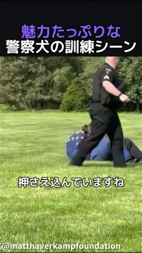 魅力たっぷりな警察犬の訓練シーン