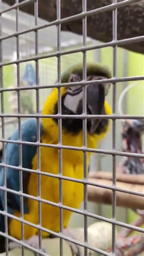 Feel the rhythm!🦜🎶🤗🤗🤗#parrot #music #bird #dancing