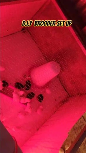 D.i.Y Brooder SetUp #Chics #Chicken #Dayoldchics